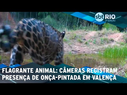 Flagrante Animal: Câmeras registram presença de onça-pintada em Valença