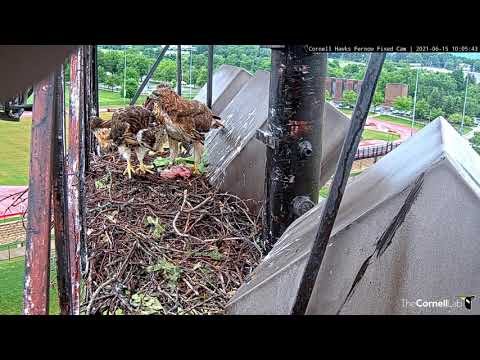 Big Red Arrives With Big Meal For Chicks At #CornellHawks Nest – June 15, 2021