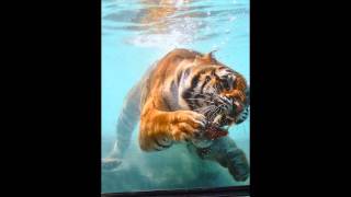 Wakeman With Wakeman - Sync Or Swim [HD]