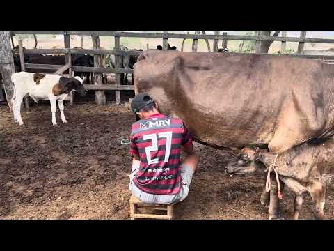 Uma novilha terceira cria, para vender em RIACHUELO RN!! 