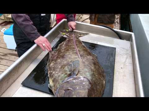 Halibut Fishing with Foghorn Charters in Victoria BC