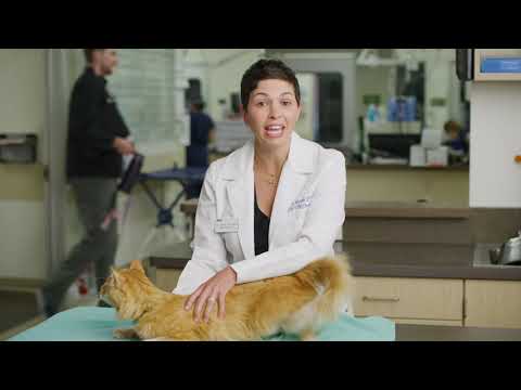 Should I have this bump checked out on my cat?