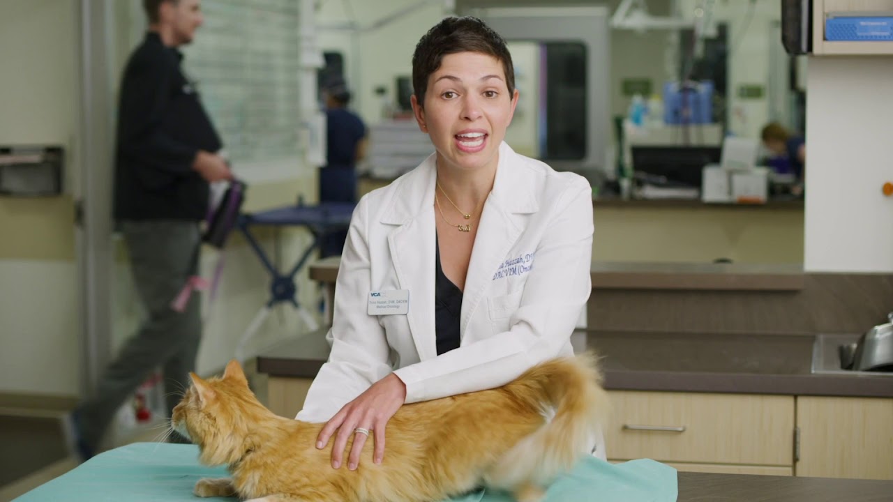 Should I have this bump checked out on my cat?