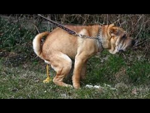 THE VOICE: G-Nat!on sing Grand Finalist Original - Mad About You. Doggy doo for the ear!