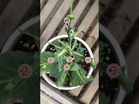 キャベツの病気：原因と治療法は何ですか？  庭園