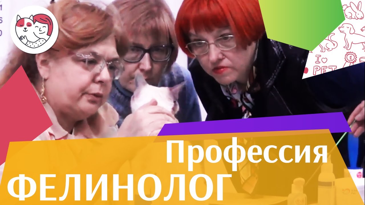 Профессия фелинолог на ilikepet