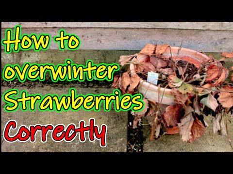 How to Overwinter your Strawberries | Protecting your Strawbs for the Winter (UK)