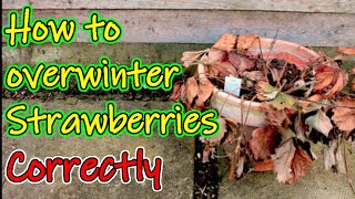 How to Overwinter your Strawberries | Protecting your Strawbs for the Winter (UK)
