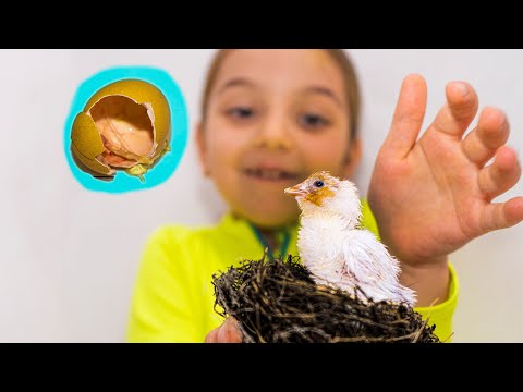 COVIAMO LE UOVA EP.18 - NASCITA DEL PULCINO