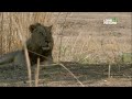 Zambia Untamed-Living On The Edge, 2017