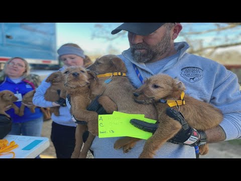 42 dogs rescued from puppy mill in southern Missouri