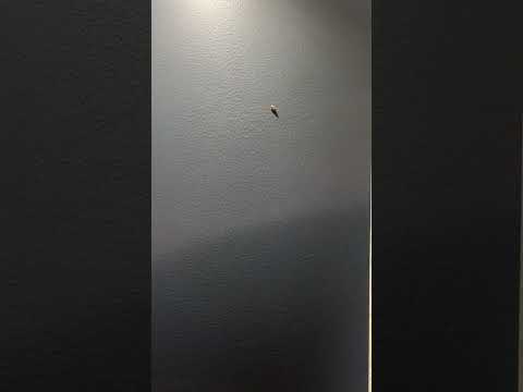 Douglas Inn and Suites - Cockroaches - Image 6