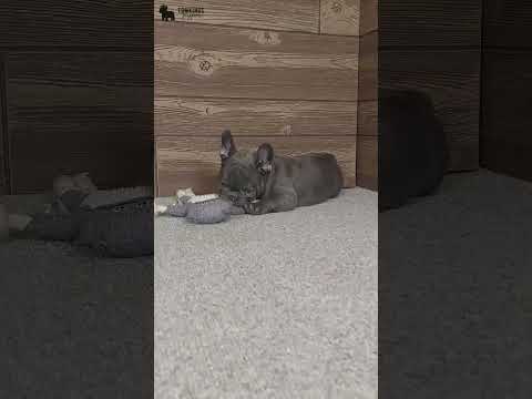 Video 3