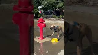 Video preview image #1 Mutt Puppy For Sale in Garden City, NY, USA
