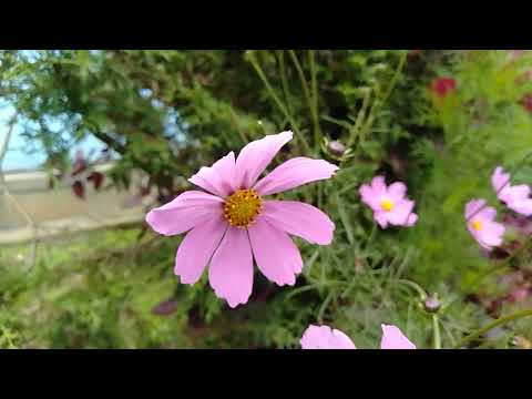 beauty flowers my click