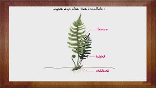 Diversitatea Ferigilor