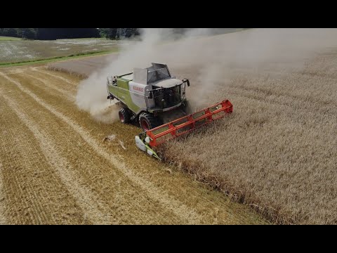 Getreide Ernte 2021 | Roggen Dreschen mit Claas Lexion 740