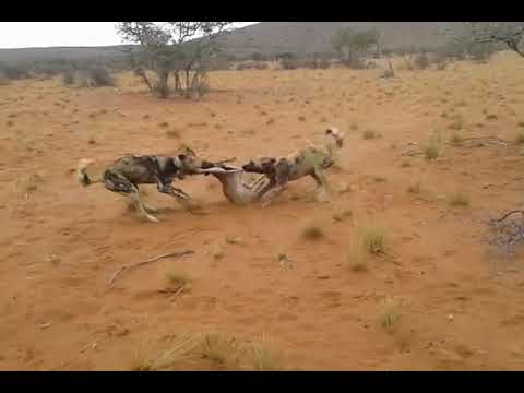 AFRICAN WILD DOGS TEAR BABY ANTELOPE IN HALF!