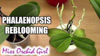 Phalaenopsis Orchids will rebloom from the same spike - True or false?