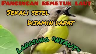 Download lagu Suara pancingan remetuk laut TERAPI agar bunyi ❗ pancingan jantan betina gacor mp3 Download lagu Suara pancingan remetuk laut TERAPI agar bunyi ❗ pancingan jantan betina gacor mp3