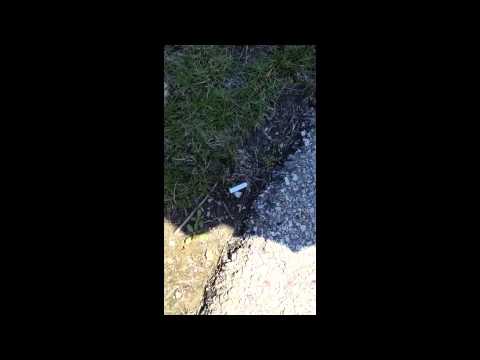 What We found in Ben Butterworth Park