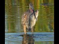 Great Blue Heron Eating A Great Big Fish