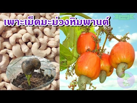 ผลกระทบใน milgamma แรง ปัญหาโปรตีนและความแข็งแรง