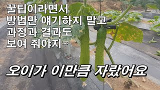오이가 이렇게 자랐어요/꿀팁이라고 하면서 방법만 얘기하지 말고 과정과 결과도 보여줘야지~~