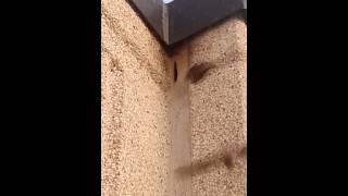 Bats: Coming home from a busy night out