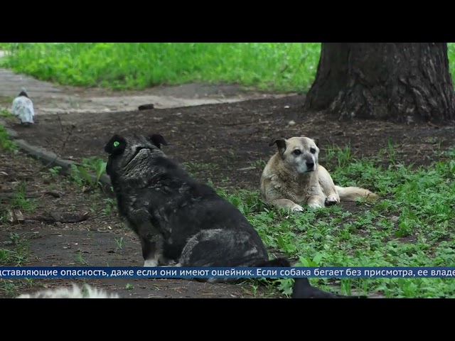 В Ангарске остается актуальной проблема безнадзорных животных