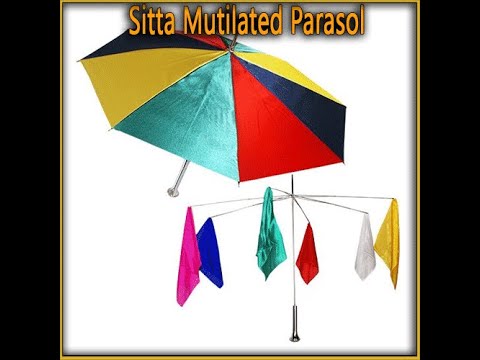 Voir la vidéo Mutilated Parasol - Sitta