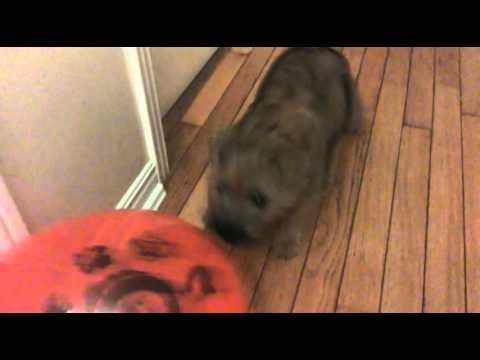 Cairn Terrier vs balloon