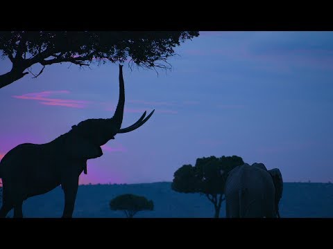 DJI Stories - Protecting Kenya's Elephants from Above