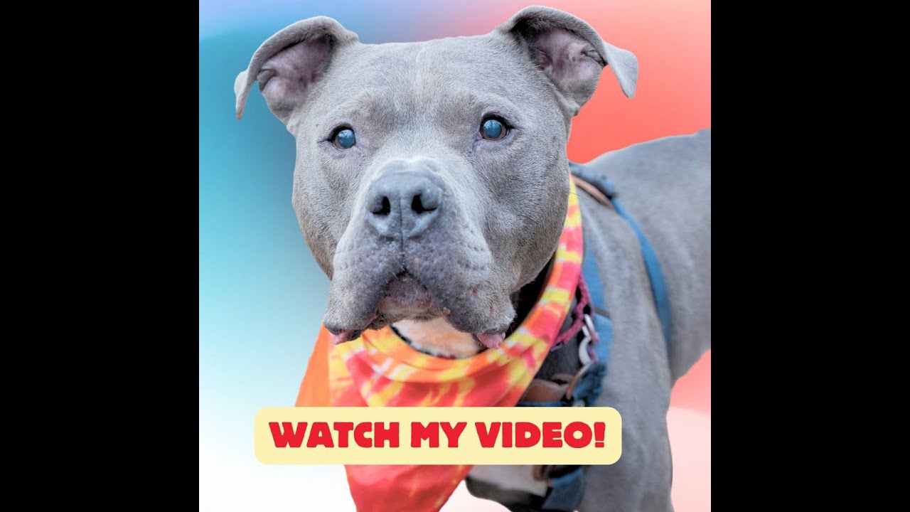 Enlarge Optimus Prime, a Adoptable Pit Bull Terrier in York, PA video 6/6