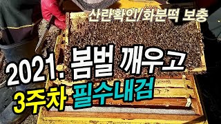 2021. 봄벌 깨우고 3주차 필수내검, 산란 확인 및 화분떡 보충