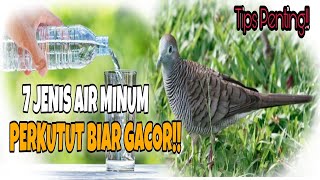 Download lagu 7 JENIS AIR MINUM PERKUTUT BIAR GACOR mp3 Download lagu 7 JENIS AIR MINUM PERKUTUT BIAR GACOR mp3