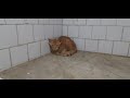 Funny Cute Pet Street Wild Cat Kitten Dog Animal Bird Fish Viral Shorts Video Clickslick