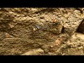 Golden Tailed Spiny Ants Or Elegant Spiny Ants Polyrhachis Ammon