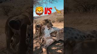Could you watch this?😳