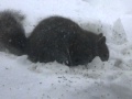 Squirrels Henry And Henryetta Digging For Seeds