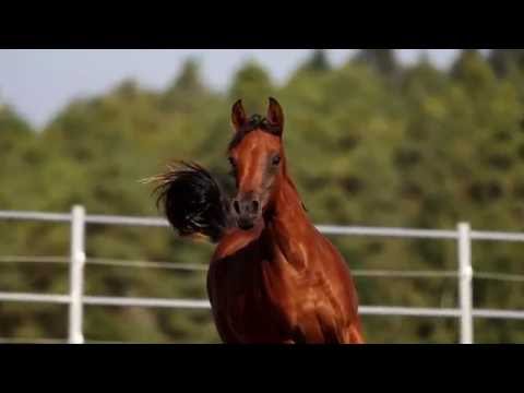 DF Djannah by DF Malik Jamil x DF Dalila by Miad Al Shaqab,bay Straight Egyptian filly