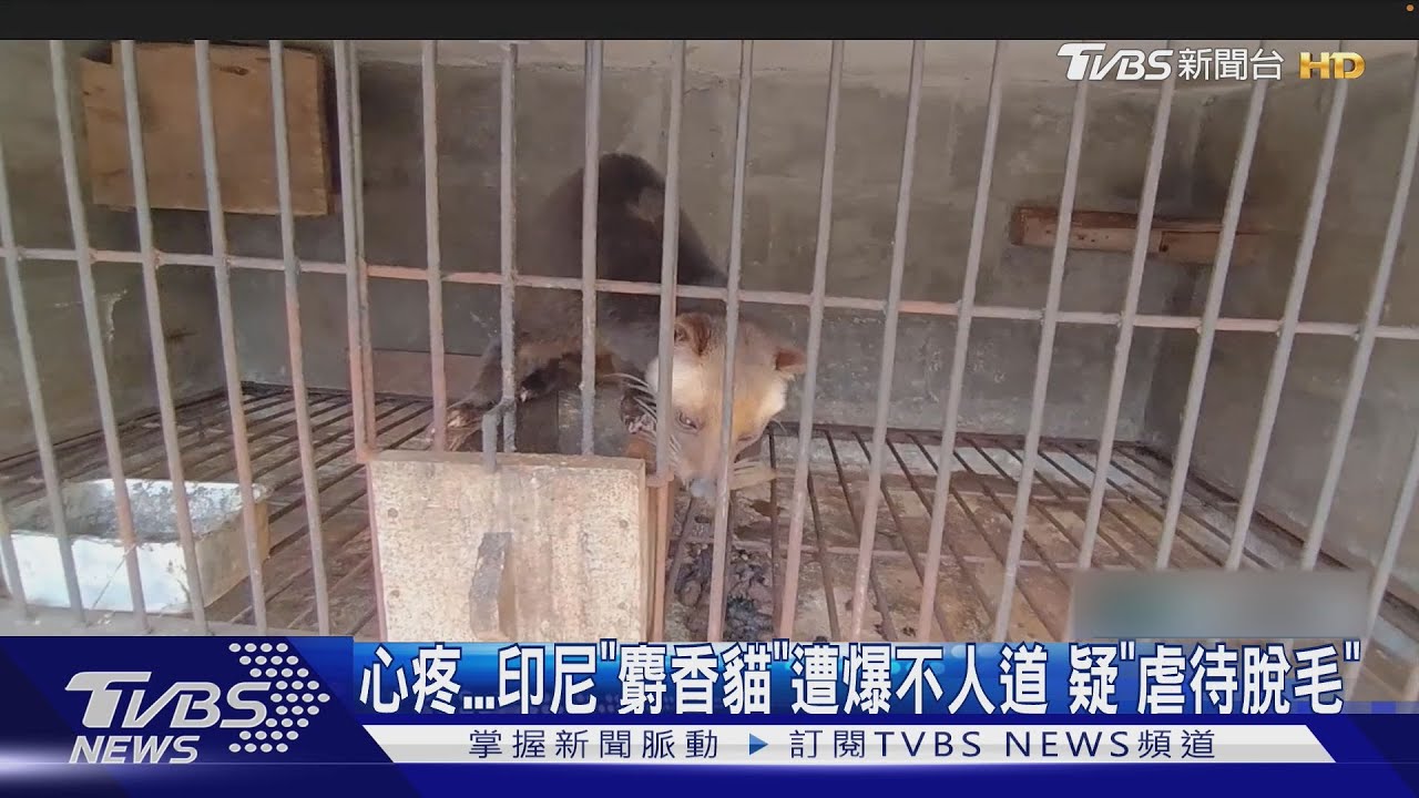 搶「麝香咖啡」財! 印尼「麝香貓」遭爆「虐待脫毛」