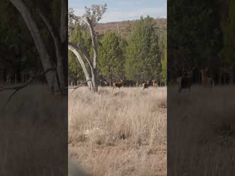 Culling malformed Red stags 4K slow mo.