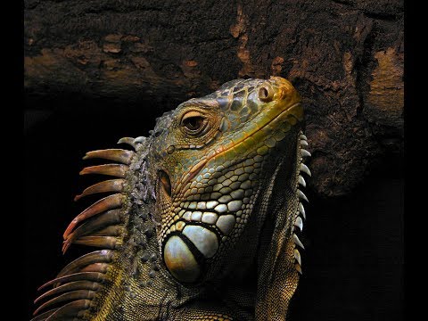download lagu mp3 mp4 Eguana Discovering Eguana, download mp3 Eguana Discovering Eguana free downloadn, video klip Eguana Discovering Eguana