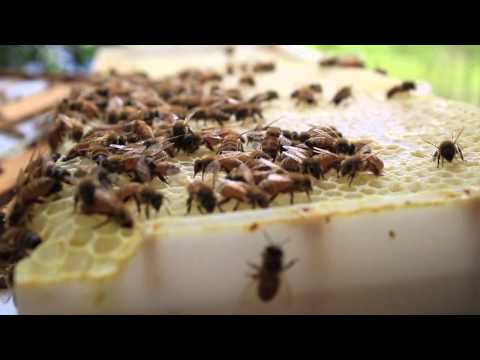 What's Killing the Bees