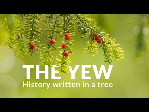 The yew. History written in a tree