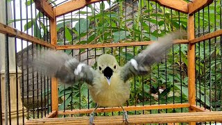 Download lagu Teriakan keras sirtu ini apuh bikin EMOSI lawan//Sirtu gacor memangil lawan mp3