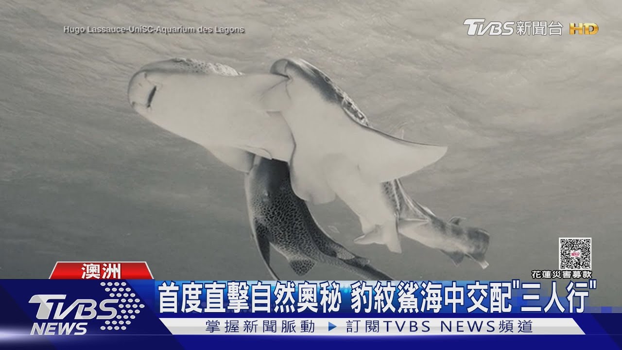 摸魚摸到大白鯊！　美國潛水客直擊白鯊張口　保低姿態躲攻擊