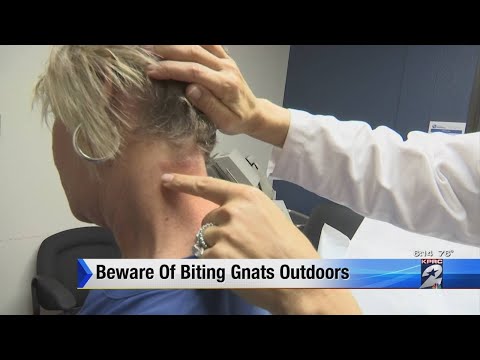 Beware of biting gnats outdoors