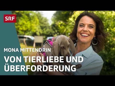 Menschen und ihre Hunde – Von Tierliebe und Überforderung | Mona mittendrin | SRF